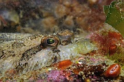 Zeugopterus punctatus-Belle ile Basse Palais-7m-20160630-Denis-ADER-DSC_8324_tn